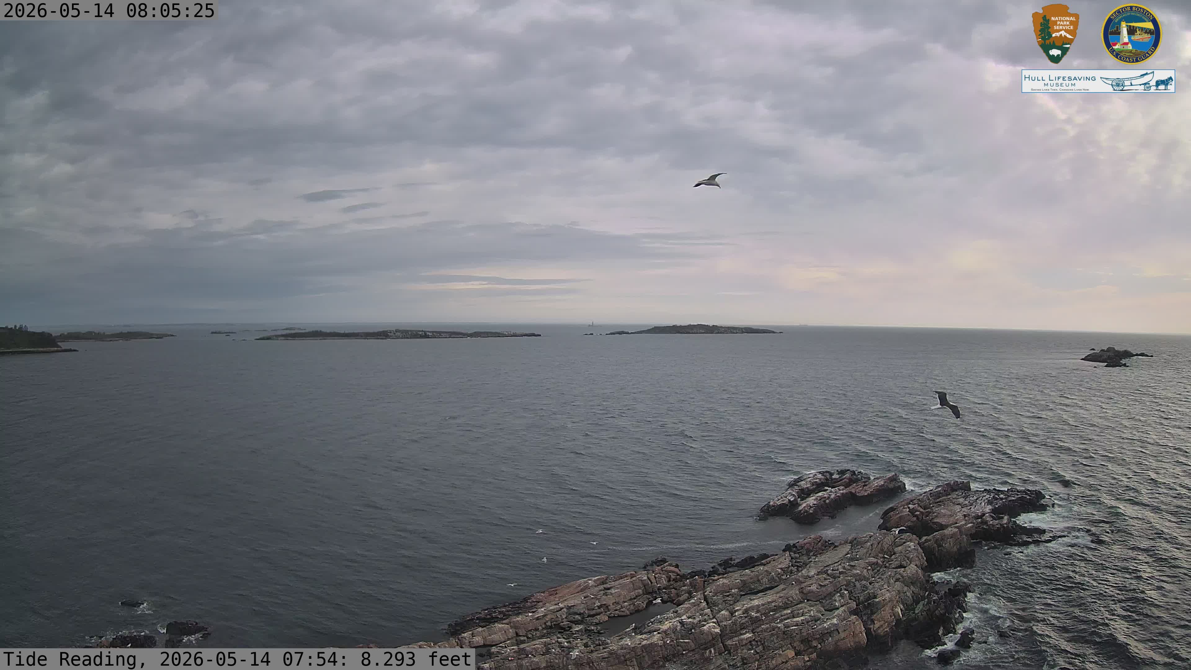 Great Black-backed Gull sighting